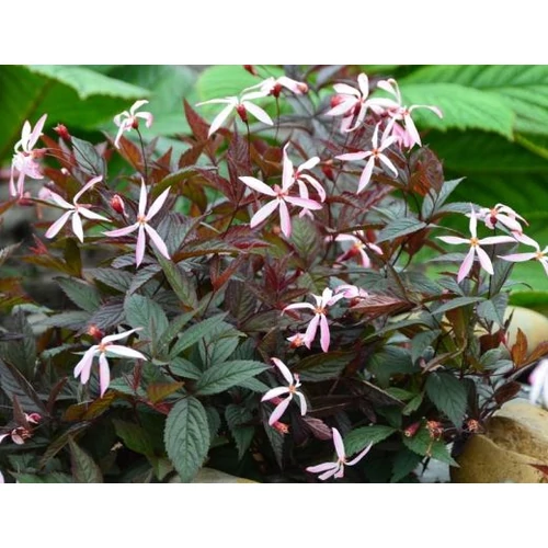 Indiánrózsa hármaslevelű rózsaszín - Gillenia trifoliata 'Pink Profusion' 20/30cm K14cm