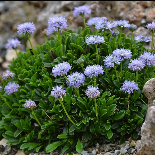 Globularia cordifolia