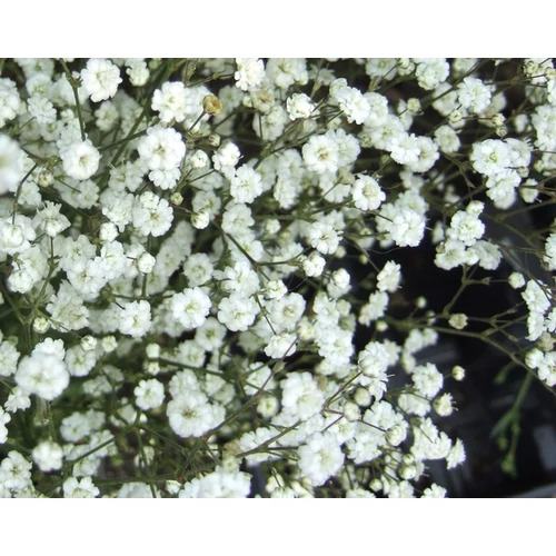 Fátyolvirág buglyos fehér - Gypsophila paniculata 'White Flare' 20/30cm K14cm