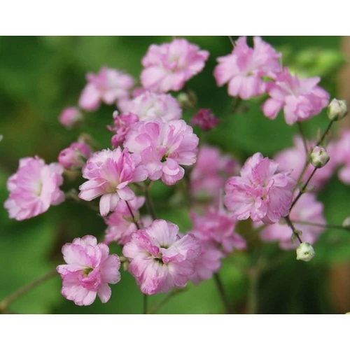 Gypsophila paniculata 'Flamingo'