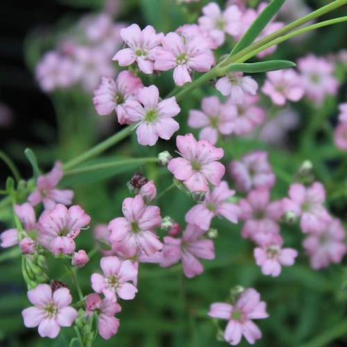 Fátyolvirág havasi rózsaszín - Gypsophila repens 'Filou Rose' 10/20cm K9x9cm