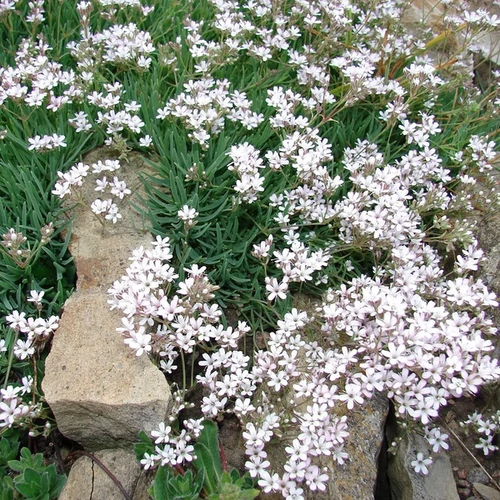 Fátyolvirág havasi fehér - Gypsophila repens 'Filou White' 10/20cm K9x9cm