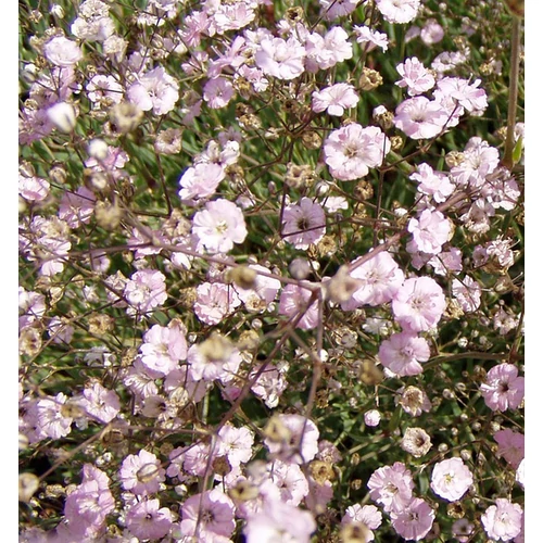 Gypsophila 'Rosenschleier'