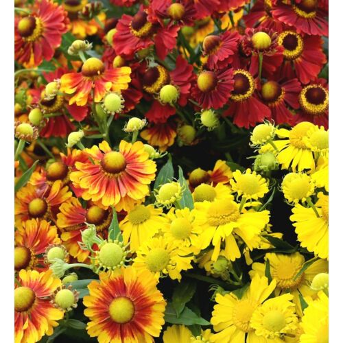 Napfényvirág őszi mix - Helenium autumnale mix 20/30cm K14cm