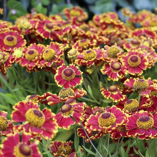 Helenium 'Bandera'