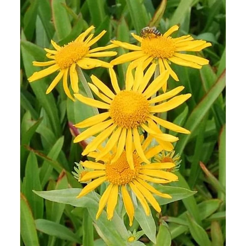 Helenium hoopesii