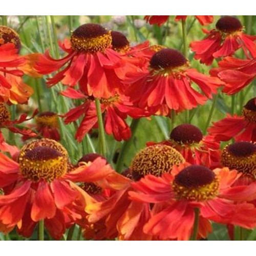 Helenium 'Moerheim Beauty'