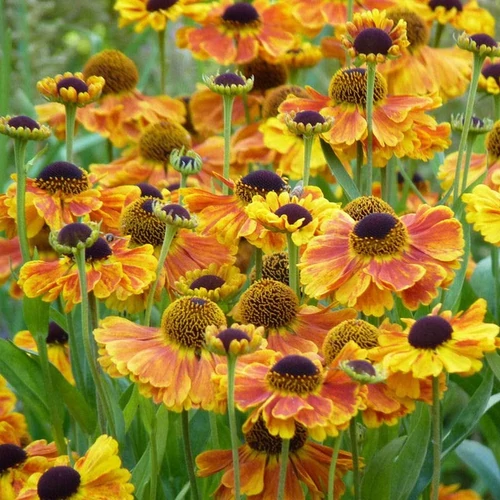 Napfényvirág őszi narancssárga - Helenium autumnale 'Sahin's Early Flowerer' 20/30cm K14cm