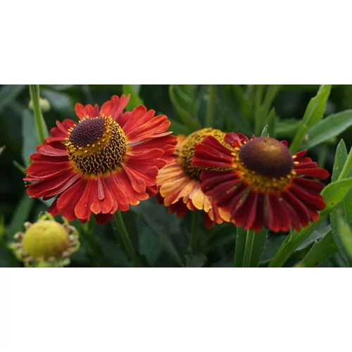Helenium 'Salsa'