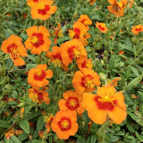 Helianthemum 'Ben Heckla'
