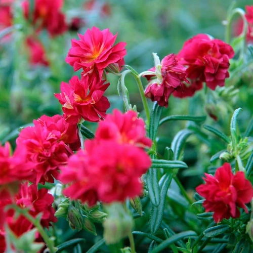 Helianthemum 'Cerise Queen'