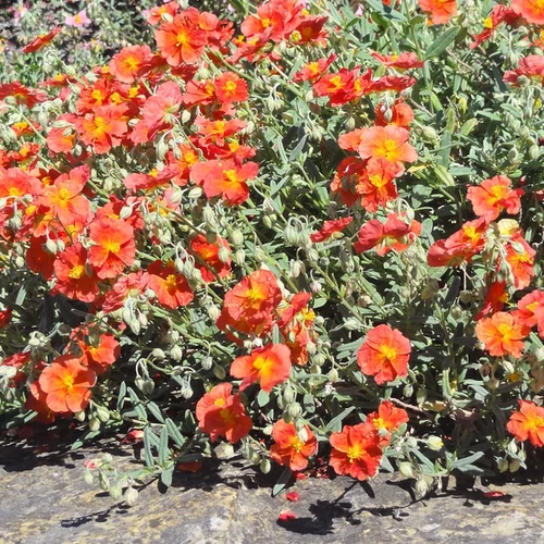 Helianthemum 'Fire Dragon'
