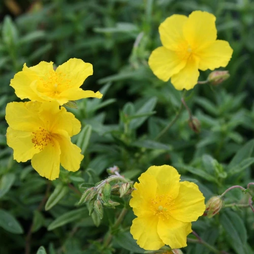 Helianthemum 'Golden Queen'
