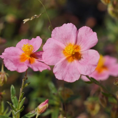 Helianthemum 'Lawrenson's Pink'