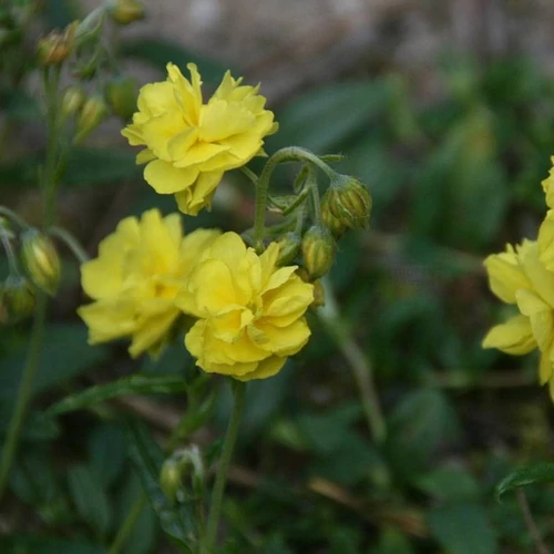 Helianthemum 'Sulphureum Plenum' ('Gelbe Perle')
