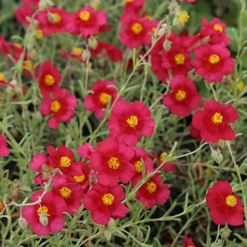 Helianthemum 'Supreme' ('Red Orient')