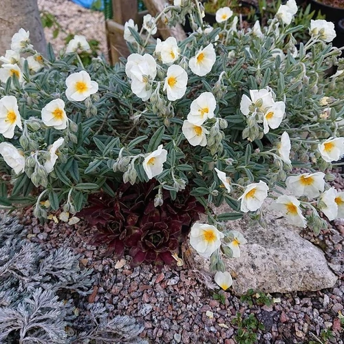 Helianthemum 'The Bride' ('Snow Queen')