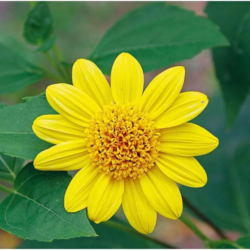 Helianthus 'Capenoch Star'