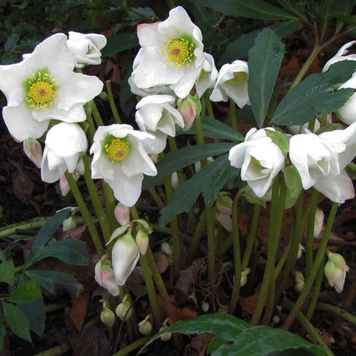 Helleborus niger
