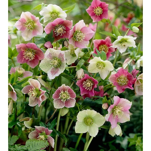 Helleborus orientalis