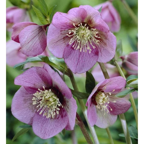 Helleborus orientalis 'Pink Lady'