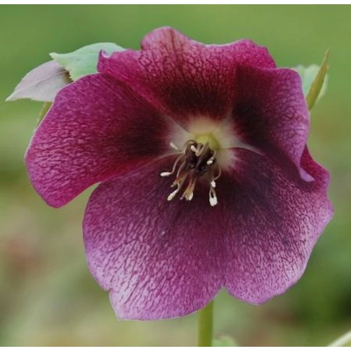 Helleborus orientalis 'Red Hybrids'