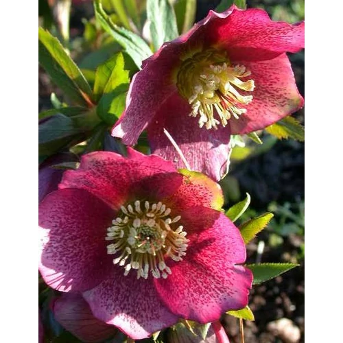 Helleborus orientalis 'Red Spotted'