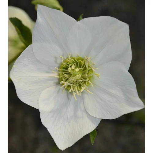 Helleborus orientalis 'White Lady'