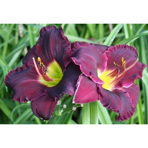 Hemerocallis 'Bela Lugosi'