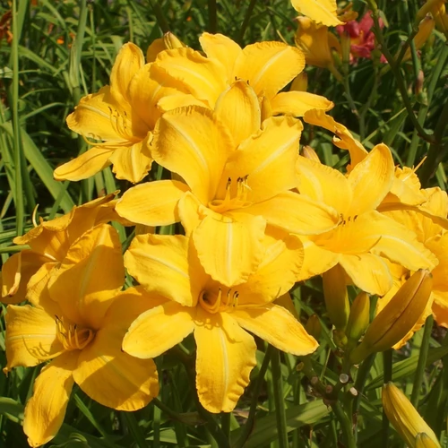 Hemerocallis 'Cartwheels'