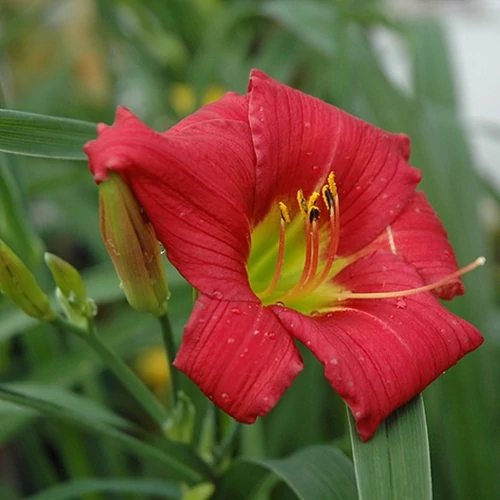 Hemerocallis 'Columbus'
