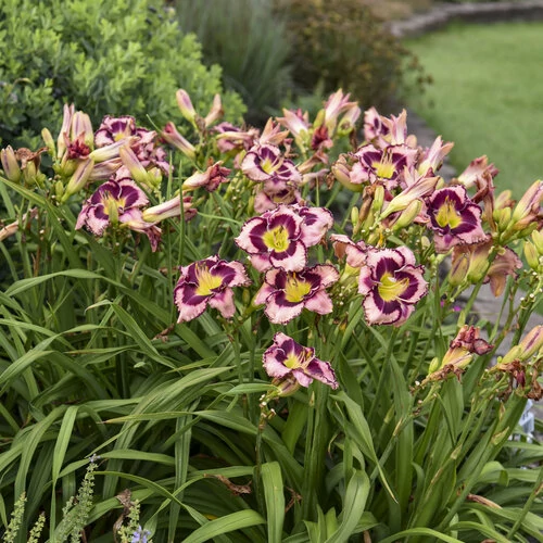 Sásliliom barackszínű bíbor zónával sárga torokkal - Hemerocallis 'Daring Deception' 20/40cm K2l