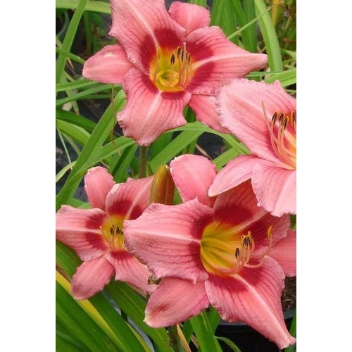 Hemerocallis 'Decatur Cherry Smash'
