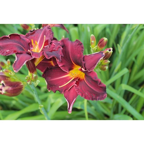 Sáslilom bordó sárga torokkal - Hemerocallis 'Ed Murray' 20/40cm K2l
