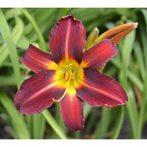 Hemerocallis 'Everyday Lily Red Ribs'