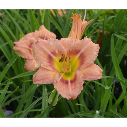 Hemerocallis 'Everyday Lily Rose'