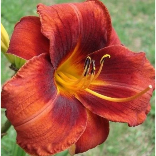 Hemerocallis 'Hot Town'