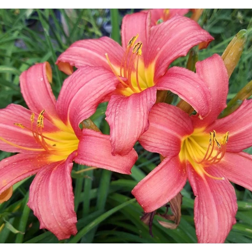 Sásliliom  élénk rózsaszín - Hemerocallis 'Pink Damask' 20/30cm K14cm