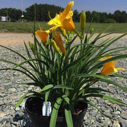 Hemerocallis 'Stella d'Oro'