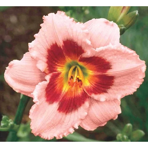 Hemerocallis 'Strawberry Candy'