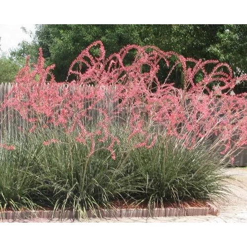 Hesperaloe parviflora