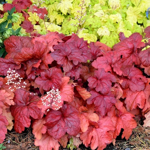 Heuchera 'Fire Alarm'