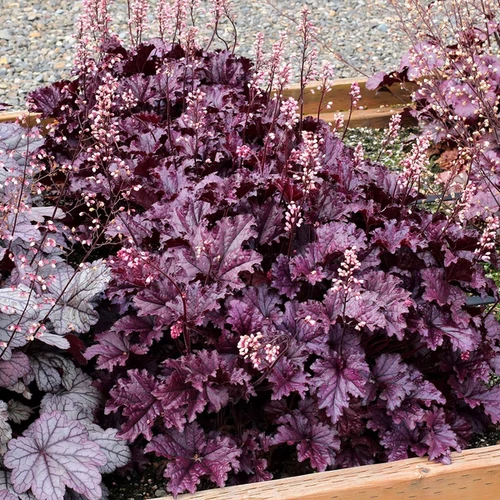 Heuchera 'Forever Purple'