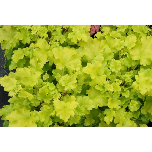 Heuchera 'Lime Marmalade'