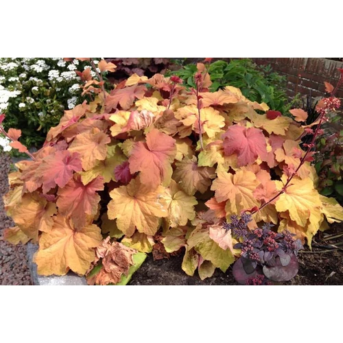 Heuchera 'Mega Caramel'