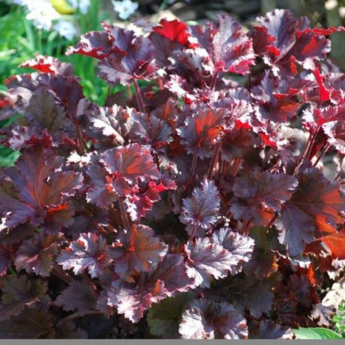Heuchera 'Melting Fire'