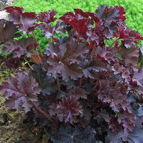 Heuchera micrantha 'Palace Purple'