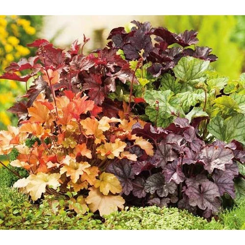 Tűzeső mix - Heuchera hibrid mix 20/30cm K14cm