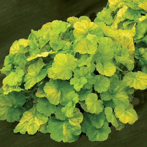 Heuchera 'Northern E. Lime'