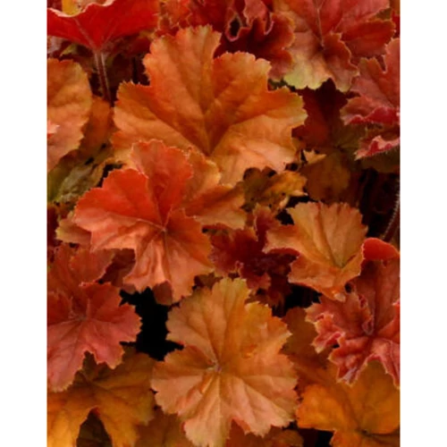 Heuchera 'Northern E. Amber'